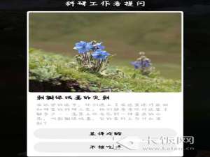 刺瓣绿绒嵩茎秆上为什么有刺。