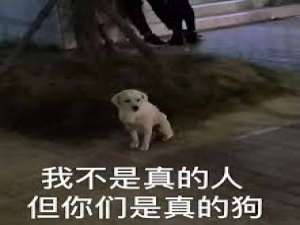 抖音上虽然我不是人但你是真的狗什么梗。