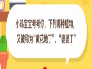 关于下列哪种植物又被称为黄花地丁婆婆丁。