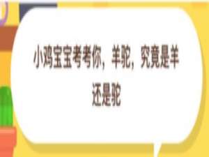 关于羊驼究竟是羊还是驼。