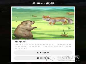 旱濑和藏狐对峙应该怎么办。