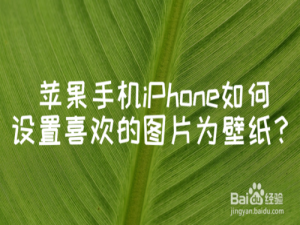 经验分享iPhone怎么设置喜欢图片为壁纸。