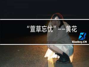 “萱草忘忧”——黄花（利川特产）