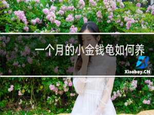 一个月的小金钱龟如何养