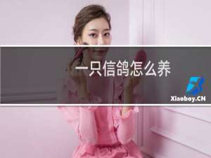 一只信鸽怎么养