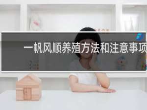一帆风顺养殖方法和注意事项