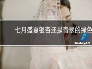 七月盛夏银杏还是青翠的绿色