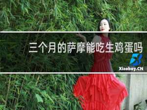 三个月的萨摩能吃生鸡蛋吗