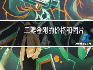 三瓣金刚的价格和图片
