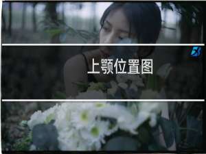上颚位置图（上颚在哪里）