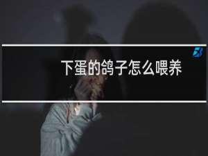 下蛋的鸽子怎么喂养