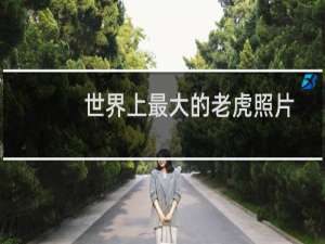 世界上最大的老虎照片