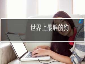 世界上最胖的狗