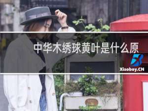 中华木绣球黄叶是什么原因