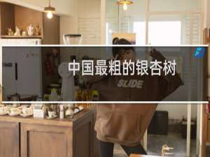 中国最粗的银杏树