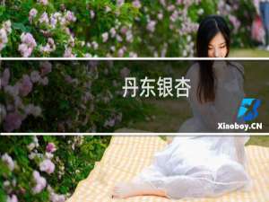 丹东银杏