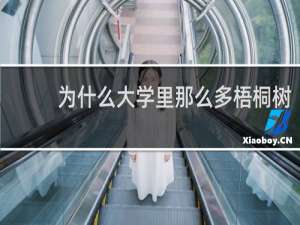 为什么大学里那么多梧桐树