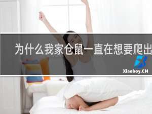 为什么我家仓鼠一直在想要爬出去