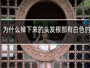 为什么掉下来的头发根部有白色的点点