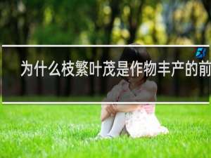 为什么枝繁叶茂是作物丰产的前提