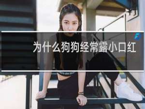 为什么狗狗经常露小口红