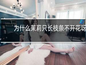 为什么茉莉只长枝条不开花呀