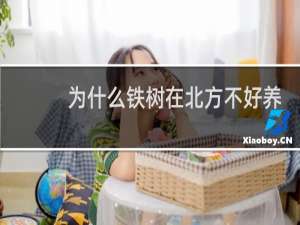 为什么铁树在北方不好养