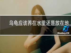 乌龟应该养在水里还是放在地上
