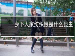 乡下人家纺织娘是什么昆虫