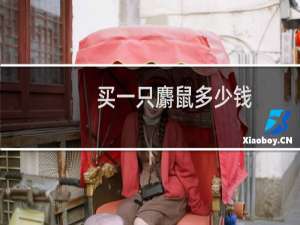 买一只麝鼠多少钱？