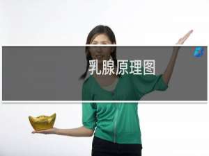 乳腺原理图
