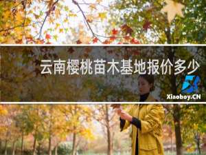 云南樱桃苗木基地报价多少