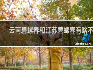 云南碧螺春和江苏碧螺春有啥不同