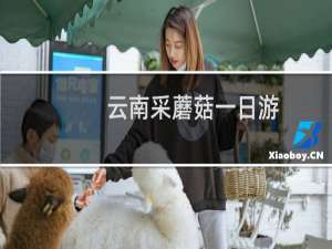 云南采蘑菇一日游