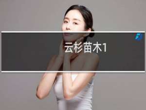 云杉苗木1.5米直径几米