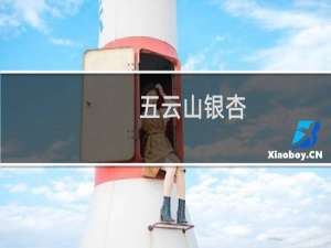 五云山银杏