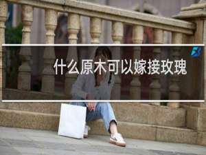 什么原木可以嫁接玫瑰