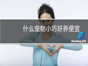 什么宠物小巧好养便宜