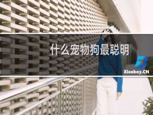 什么宠物狗最聪明