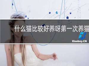 什么猫比较好养呀第一次养猫