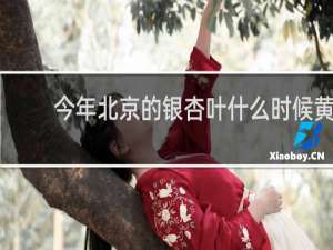 今年北京的银杏叶什么时候黄