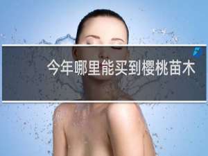 今年哪里能买到樱桃苗木