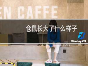 仓鼠长大了什么样子