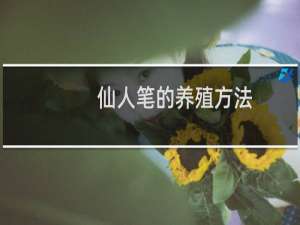 仙人笔的养殖方法