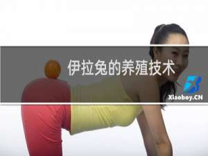 伊拉兔的养殖技术