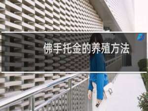 佛手托金的养殖方法