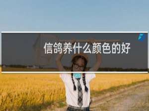 信鸽养什么颜色的好