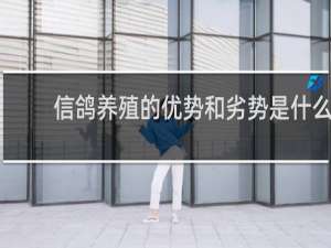 信鸽养殖的优势和劣势是什么