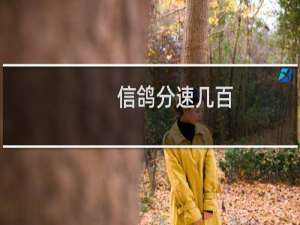 信鸽分速几百