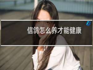 信鸽怎么养才能健康